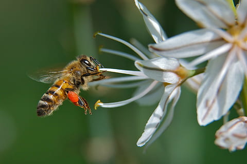 Honigbiene hocken, Weiß, Blume, Biene, Insekt, Makro, Pollen, Honigbiene, Flora, Natur, Bestäubung, Nahansicht, Honig, Tier, Pflanze, Tierflügel, Sommer-, Tierthemen, Tierwelt, Tiere in freier Wildbahn, ein Tier, blühende Pflanze, Schönheit in der Natur, wirbellos, Zerbrechlichkeit, Blütenblatt, Verletzlichkeit, Frische, keine Leute, Blütenkopf, 1080P, CC0, gemeinfrei, lizenzfrei