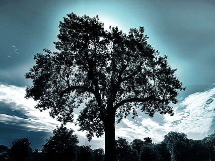 alba, paisatge, naturalesa, cel, retroil·luminat, núvols, medi ambient, a l'aire lliure, parc, escènic, temporada, silueta, sol, arbres, temps, arbre, planta, bellesa a la natura, vista d’angle baix, creixement, núvol - cel, tranquil·litat, cap gent, dia, tronc de l'arbre, tronc, escenics - natura, escena tranquil·la, escena no urbana, idíl·lic, 5K, CC0, domini públic, lliure de regalies
