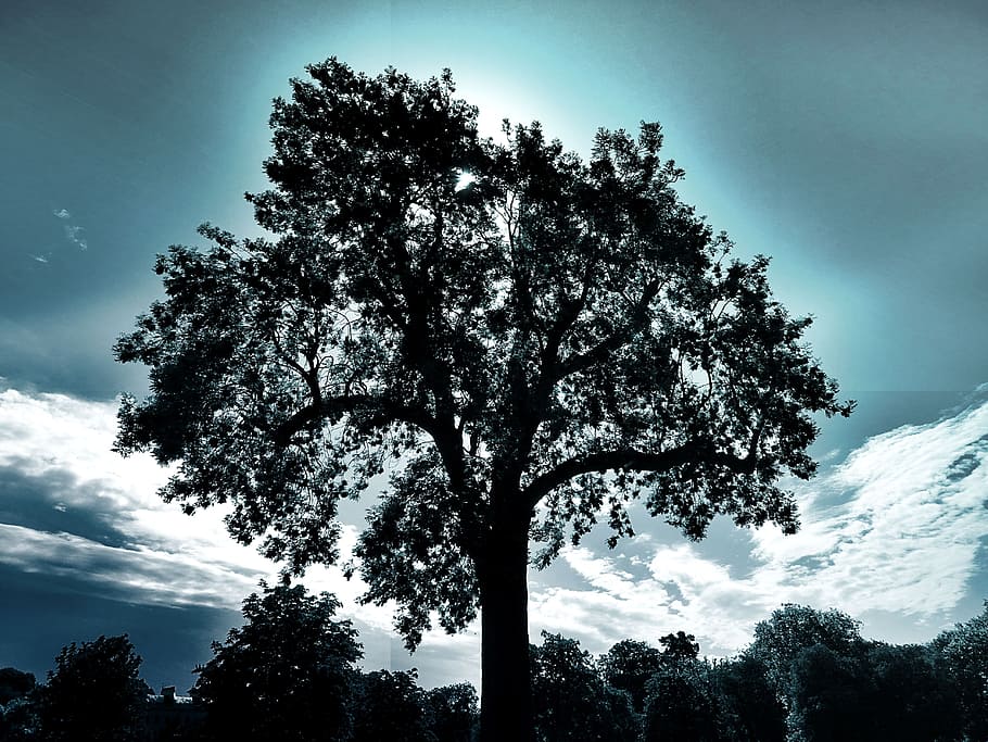 alba, paisatge, naturalesa, cel, retroil·luminat, núvols, medi ambient, a l'aire lliure, parc, escènic, temporada, silueta, sol, arbres, temps, arbre, planta, bellesa a la natura, vista d’angle baix, creixement, núvol - cel, tranquil·litat, cap gent, dia, tronc de l'arbre, tronc, escenics - natura, escena tranquil·la, escena no urbana, idíl·lic, 5K