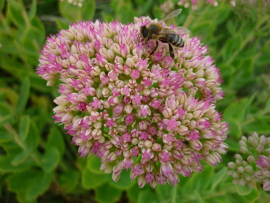 stonecrop, flor, molts, petit, flors, rosa, abella, estiu, tancar, planta amb flors, fragilitat, bellesa a la natura, insecte, invertebrat, planta, vulnerabilitat, temes d'animals, animal, pètal, animals a la natura, un animal, frescor, fauna animal, cap de flor, primer pla, creixement, color rosa, polinització, cap gent, porpra, Abellot, 1080P