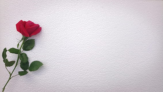 foto, rosso, rosa, bianca, superficie, fiore, del desktop, astratto, modello, natura morta, sfondo, natura, carta, flora, cornice, decorazione, vuoto, telaio, cornici per foto, decorativo, rosa rossa, bellezza, amore, ornamentale, pianta fiorita, pianta, bellezza nella natura, freschezza, parte vegetale, foglia, petalo, fragilità, vulnerabilità, testa di fiore, copia spazio, infiorescenza, avvicinamento, in casa, nessuno, un mazzo di fiori, 5K, CC0, dominio pubblico, privo di copyright