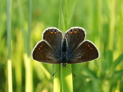 selectiu, focalitzar la fotografia, negre, arna, foto del focus, marró, taronja, perxa de l'arna, verd, herba, papallona, ales, error, insecte, criatura, planta, invertebrat, bellesa a la natura, primer pla, fauna animal, temes d'animals, animals a la natura, animal, naturalesa, centrar-se en primer pla, ala dels animals, creixement, un animal, cap gent, papallona - insecte, dia, flor, color verd, a l'aire lliure, 2K, CC0, domini públic, lliure de regalies