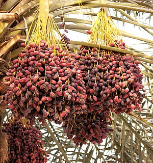 dates, Palmera, tropical, fruita, menjar, planta, madur, agricultura, a l'aire lliure, a l'est, estiu, desert, flora, plantació, natural, saludable, dolç, ecologia, fresc, collita, saborós, menjar i beguda, frescor, alimentació saludable, abundància, gran grup d'objectes, penjant, cap gent, benestar, espècia, a la venda, venda al detall, primer pla, munt, sec, dia, a l'interior, natura morta, 1080P, CC0, domini públic, lliure de regalies