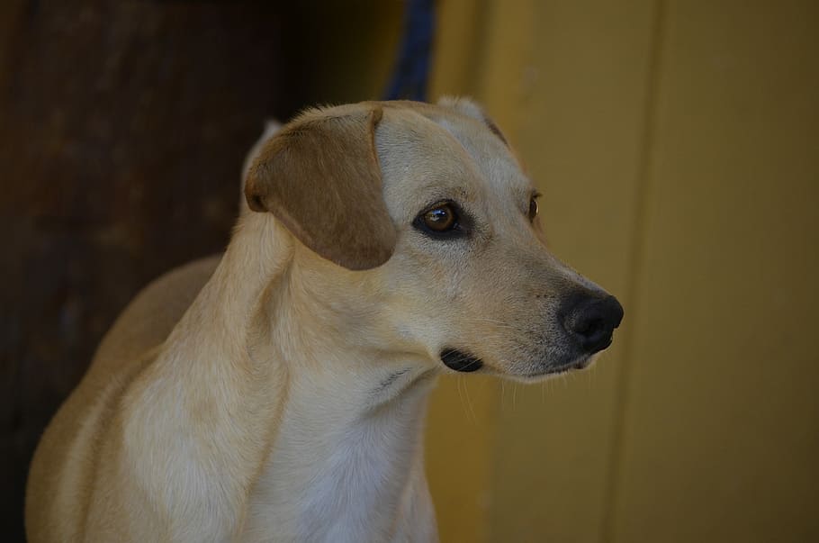 cane, sintonizzato, osservatore, animali domestici, mammifero, temi animali, un animale, canino, domestico, animale, analizzare, cercare, guardare, guardando lontano, in casa, nessuno, vertebrato, parte del corpo animale, cane da riporto, avvicinamento, concentrarsi sulle conoscenze acquisite, labrador retriever, testa di animale, vista profilo, 4K