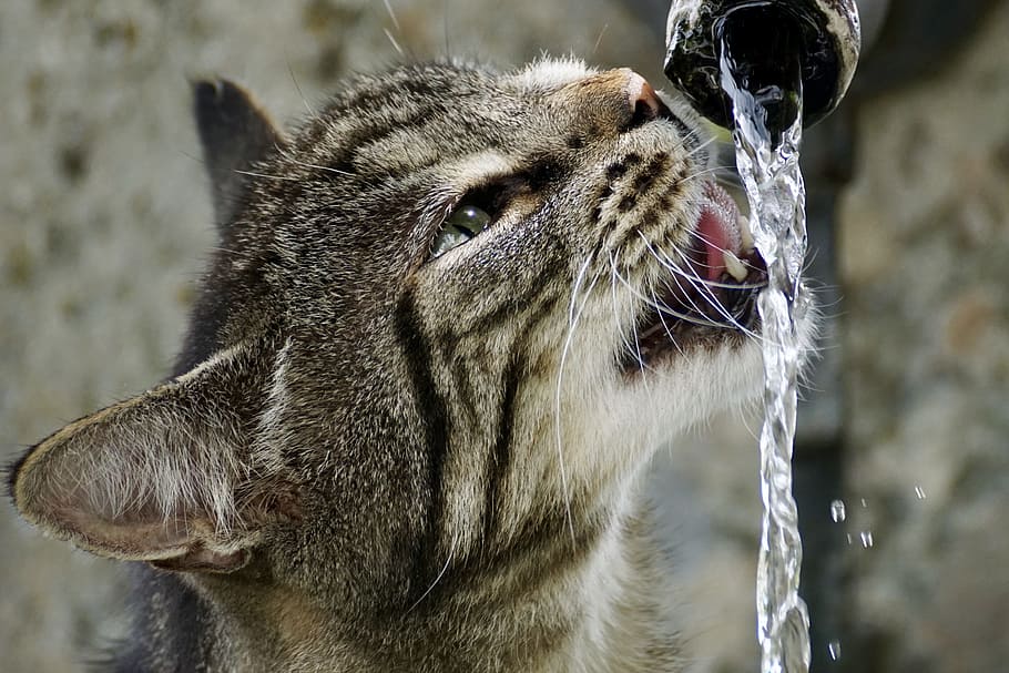 tancar, fotografia, aigua potable de gat de plata, aixeta, gat, getiegert, tigre, pell, bonic, ulls, set, aigua, Font, beure, llepar, cara, mascota, marró, cap, animal, musell, humit, món animal, llengua, rosa, un animal, temes d'animals, mamífer, primer pla, mascotes, moviment, animals domèstics, centrar-se en primer pla, naturalesa, nacional, a l'aire lliure, part del cos dels animals, dia, cap d’animals, bigotis, aigua corrent, vista del perfil, boca d’animals, 4K