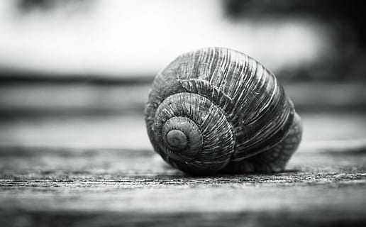 snegl shell, skal, snegl, naturlig, makro, have, sort og hvid, botanisk, udendørs, dyreskal, et dyr, spiralformet, havsnegle, dyre temaer, ingen mennesker, dyr i naturen, tæt på, dyreliv, mollusk, selektiv fokusering, dyr, hvirvelløse, mønster, tekstureret, kedsomhed, dag, træ - materiale, overflade niveau, 1080P, CC0, offentligt domæne, royaltyfrie