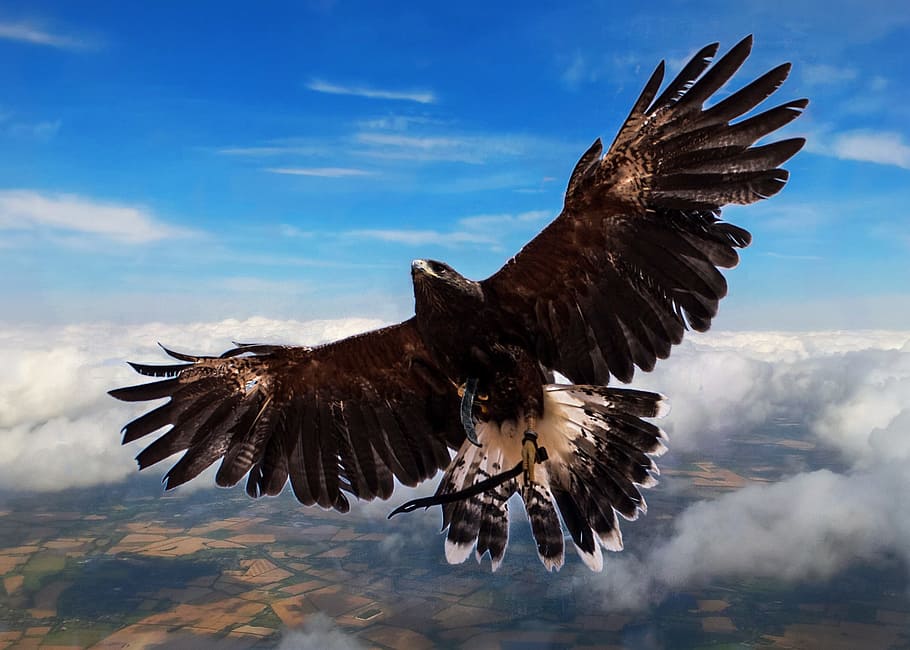 baix, foto d'angle, daurat, àguila, harris hawk, ocell, núvols, volant alt, flyer alt, volant, animal, ales separades, temes d'animals, animals a la natura, núvol - cel, vertebrats, part del cos dels animals, fauna animal, cel, rapinyaire, àguila - ocell, a l'aire, un animal, naturalesa, àguila calba, moviment, cap gent, ala dels animals, a l'aire lliure, 1080P