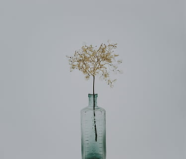 hortensia skjelett, årgang, flaske, brun, anlegg, grå, glassflaske midtpunktet, blomster, gress, stilk, tørket, frø, tre, ingen folk, studio skudd, natur, innendørs, skjønnhet i naturen, kopiere plass, gren, vekst, hvit bakgrunn, nærbilde, skjære ut, digital kompositt, ro, himmel, helsevesen og medisin, vase, 4K, CC0, offentlig domene, opphavsrett gratis