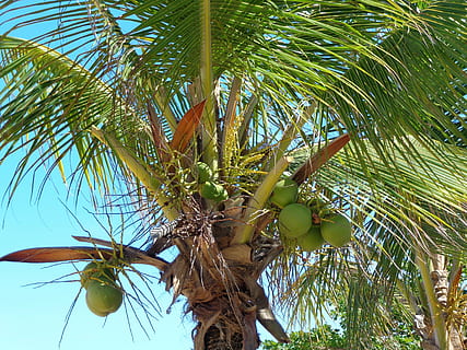 Kokosnussbaum, coco, Grün, Strand, Obst, Natur, Baum, tropisches Klima, Palme, Lebensmittel, Blatt, Kokosnuss, Sommer-, Kokospalme, Pflanze, Wachstum, Flachwinkelansicht, grüne Farbe, Pflanzenteil, gesundes Essen, Baumstamm, Schönheit in der Natur, Kofferraum, Tag, keine Leute, Essen und Trinken, Palmblatt, draußen, tropischer Baum, 4K, CC0, gemeinfrei, lizenzfrei