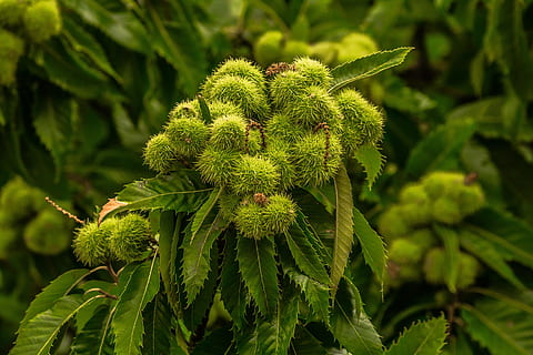 castagno, albero, natura, Castagna, albero, colore verde, foglia, nessuno, pianta, crescita, all'aperto, bellezza nella natura, avvicinamento, parte vegetale, giorno, concentrarsi sulle conoscenze acquisite, freschezza, cibo e bevande, cibo, germoglio, la tranquillità, fiore, vista dall'alto, 5K, CC0, dominio pubblico, privo di copyright