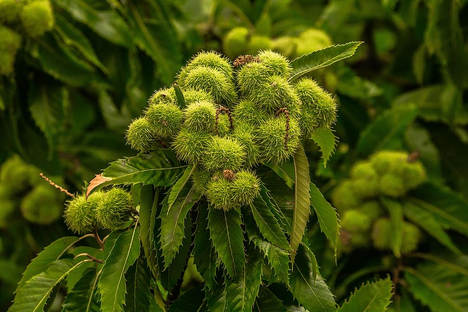 Arbol de castaño, naturaleza, castaña, árbol, color verde, hoja, nadie ...