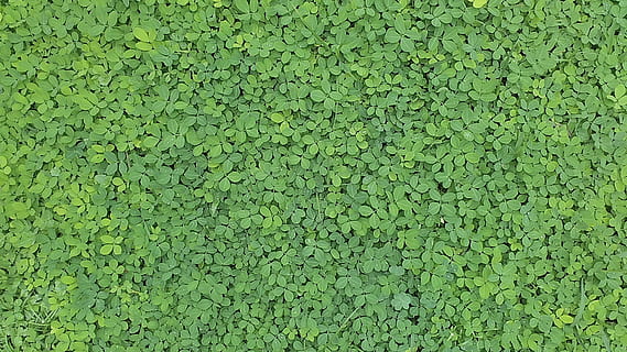 groene bladplanten, groene bladeren, patroon, groen gras, landschap, vers, natuurlijk, buitenshuis, natuur, groene kleur, achtergronden, volledig kader, weelderig gebladerte, fabriek, geen mensen, dag, groei, overvloed, schoonheid in de natuur, veld-, hoge hoekmening, recht boven, gebladerte, versheid, kalmte, land-, gras, drijvend op water, 1080P