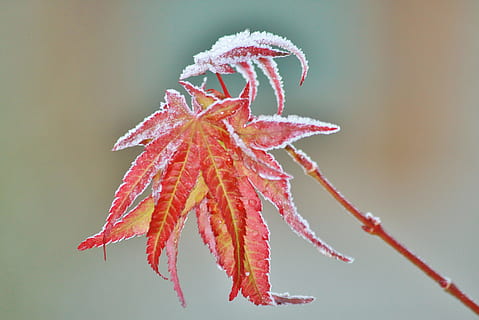 fotografia a fuoco, rosso, pianta fogliare, acero, foglia di acero, le foglie, autunno, colorato, colore di caduta, natura, fogliame autunnale, colore, brina, luminosa, foglia rossa, freddo, pianta, botanica, flora, inverno, ghiacciato, congelato, ora del mattino, gelido, giardino, novembre, cristallo, avvicinamento, nessuno, concentrarsi sulle conoscenze acquisite, temperatura fredda, vulnerabilità, foglia, parte vegetale, fragilità, ramo, bellezza nella natura, giorno, crescita, la neve, all'aperto, albero, modificare, 4K, CC0, dominio pubblico, privo di copyright