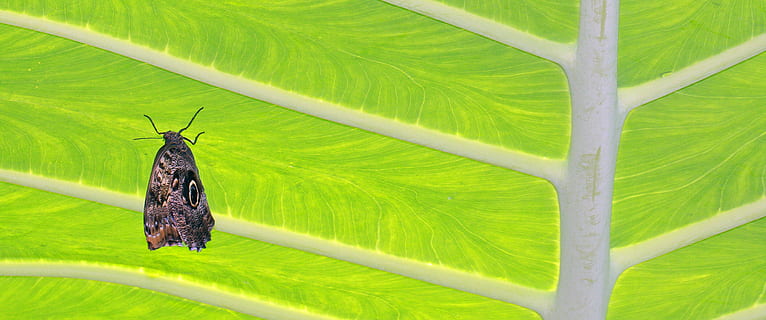 farfalla, foglia, insetto, foglia, insetto, verde, colore verde, temi animali, un animale, nessuno, parte vegetale, invertebrato, animale, pianta, fauna selvatica, natura, animali allo stato selvatico, avvicinamento, ala animale, bellezza nella natura, giorno, all'aperto, ambiente, albero, foglia di palma, foresta pluviale, farfalla - insetto, 4K, CC0, dominio pubblico, privo di copyright