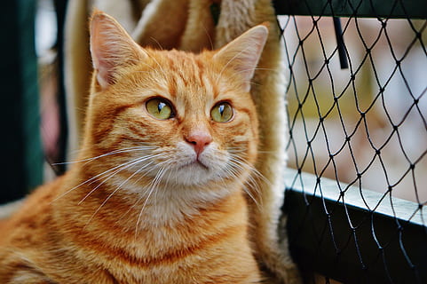 gato, linda, caballa, Tigre, dulce, rojo, mimoso, animal, Gato domestico, piel, mundo animal, mascota, adidas, Cara de gato, gato joven, juguetón, tabby caballa roja, gatito, gato rojo, un animal, temas de animales, mascotas, mirando a la cámara, felino, mamífero, nacional, animales domesticos, vertebrado, de cerca, bigotes, retrato, centrarse en primer plano, nadie, mirando, parte del cuerpo del animal, cerca, cabeza de animal, Gato anaranjado, ojo de animal, 4K, CC0, dominio público, libre de derechos