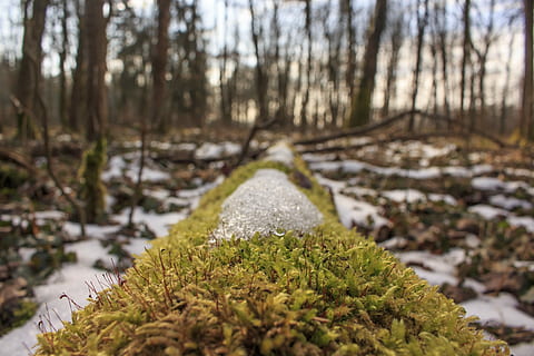 tæt på, fotografering, mos, sne, grøn, planter, Skov, dag tid, træ, frost, underskov, is, natur, sparsomme, ny vækst, bokeh, Frosset, Forrest, vinter, afdeling, plante, jord, ingen mennesker, vækst, dag, ro, skønhed i naturen, kold temperatur, fokus på forgrunden, udendørs, grøn farve, træstamme, bagagerum, overflade niveau, 4K, CC0, offentligt domæne, royaltyfrie