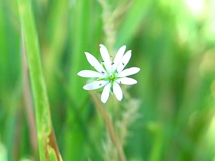 macro, iarbă, floare, natură, grădină, luncă, primăvară, a închide, Polyana, flori, verde, plantă, roz, alb, camp, flori mici, lame de iarbă, delicatețea, compoziţie, vară, petală, planta cu flori, fragilitate, prospeţime, vulnerabilitate, frumusețe în natură, creştere, cap de floare, inflorescenţă, culoare alba, să se concentreze asupra primelor elemente, zi, nici o persoana, Culoarea verde, selectiv, 1080P, CC0, domeniu public, fără drepturi de autor