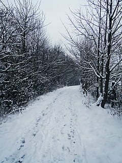inverno, sentiero, stampare, la neve, brani, alberi, bianco e nero, foreste, albero, natura, paesaggio, b fotografia, contrasto, movimento, luce, buio, riposo, passo, Stromovka, la traccia, camminatore, camminare, le stagioni, temperatura fredda, albero nudo, pianta, la strada davanti, nessuno, copertura, direzione, cielo, la tranquillità, bellezza nella natura, Colore bianco, scena tranquilla, scenics - natura, prospettiva decrescente, giorno, all'aperto, 4K, CC0, dominio pubblico, privo di copyright