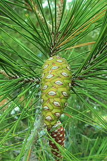 ananas, Brad, ace, pin, copac, ace de pin, verde, pădure, natură, fruct, pin ramura, nuci de pin, fructe de pin, frunze, Culoarea verde, creştere, plantă, zi, a închide, frumusețe în natură, nici o persoana, în aer liber, parte a plantelor, să se concentreze asupra primelor elemente, liniște, teren, botanică, planta suculentă, cadru complet, cactus, ac - parte a plantelor, conifer, 4K, CC0, domeniu public, fără drepturi de autor