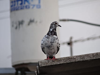 Vogel, grau, Strich, Wirbeltier, Tierthemen, Tier, hocken, Tiere in freier Wildbahn, Tierwelt, ein Tier, Tag, keine Leute, Fokus auf den Vordergrund, Wand, die Architektur, draußen, Nahansicht, Stützmauer, Wandbau - Funktion, Natur, selektiver Fokus, Taubenvogel, Möwe, 4K, CC0, gemeinfrei, lizenzfrei