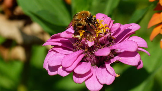 Blume, Insekt, Makro, Bourdon, blühende Pflanze, Tierthemen, Blütenblatt, Schönheit in der Natur, Tier, ein Tier, Zerbrechlichkeit, wirbellos, Pflanze, pinke Farbe, Tierwelt, Frische, Verletzlichkeit, Blütenkopf, Tiere in freier Wildbahn, Nahansicht, Wachstum, Biene, Pollen, Bestäubung, keine Leute, lila, Hummel, 4K, CC0, gemeinfrei, lizenzfrei