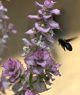 Biene, Flug, Bestäubung, Insekten, Blume, Natur, Insekt, Nahansicht, Makro, blühende Pflanze, Zerbrechlichkeit, Verletzlichkeit, Pflanze, Frische, wirbellos, Schönheit in der Natur, Tiere in freier Wildbahn, Blütenblatt, Tierwelt, ein Tier, Tier, Wachstum, Tierthemen, Blütenkopf, lila, keine Leute, Hummel, 2K, CC0, gemeinfrei, lizenzfrei