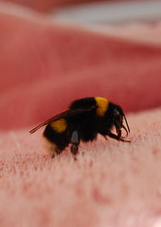 bumblebee, แมลง, แมโคร, เรณู, ลาย, สัตว์, สัตว์ที่ไม่มีกระดูกสันหลัง, สัตว์หนึ่งตัว, สัตว์ป่า, สัตว์ในป่า, เลือกโฟกัส, ผึ้ง, ใกล้ชิด, ไม่มีคน, ธรรมชาติ, กลางแจ้ง, ความงามในธรรมชาติ, วัน, สัตววิทยา, เต็มความยาว, 1080P, CC0, โดเมนสาธารณะ, ค่าลิขสิทธิ์ฟรี