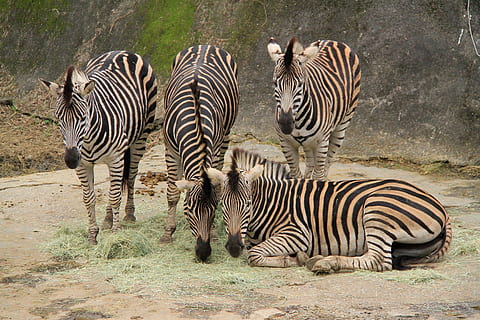 zebra, striber, sort hvid, hvid, mane, fire, sort, hvid, manke, ledsager, Zoo, omsorg, stationær, begrænse, dyr i naturen, dyreliv, stribet, dyr, dyre temaer, gruppe af dyr, pattedyr, safari, ingen mennesker, natur, hvirveldyr, flok, husdyr, udendørs, dyr markeringer, Mark, dag, rejsemål, planteædende, 2K, CC0, offentligt domæne, royaltyfrie