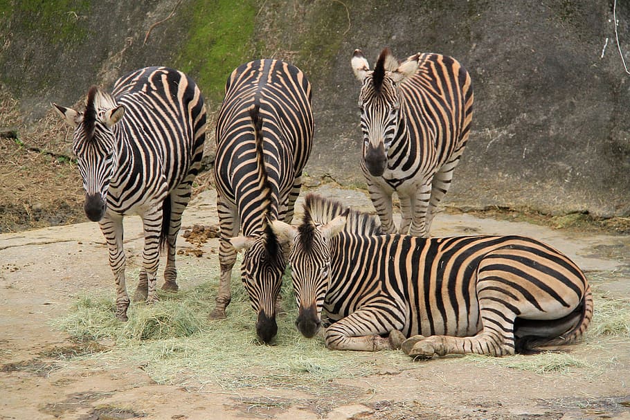 zebra, striber, sort hvid, hvid, mane, fire, sort, hvid, manke, ledsager, Zoo, omsorg, stationær, begrænse, dyr i naturen, dyreliv, stribet, dyr, dyre temaer, gruppe af dyr, pattedyr, safari, ingen mennesker, natur, hvirveldyr, flok, husdyr, udendørs, dyr markeringer, Mark, dag, rejsemål, planteædende, 2K
