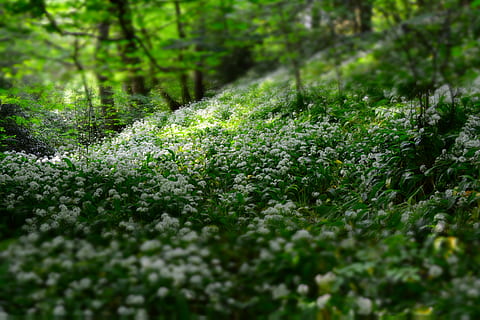 verde, pianta, giorno, foto di messa a fuoco, bianca, fiori, foresta, daytie, fiore, erba, albero, natura, campo, selvaggio, parco, trifoglio, ombra, luce del sole, Fiore di campo, UK, crescita, bellezza nella natura, messa a fuoco selettiva, terra, colore verde, la tranquillità, nessuno, scena tranquilla, scenics - natura, fogliame, fogliame lussureggiante, all'aperto, parte vegetale, foglia, freschezza, pista, 5K, CC0, dominio pubblico, privo di copyright