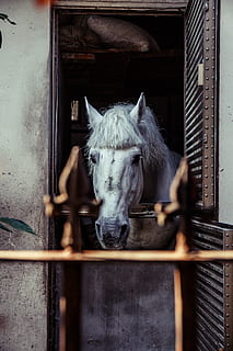 white, horse peek, window, horse, leaning, stable, fence, livestock, mammal, animal, domestic, animal themes, one animal, pets, domestic animals, vertebrate, animal wildlife, animal head, animal body part, day, herbivorous, built structure, no people, architecture, working animal, animal pen, 5K, CC0, public domain, royalty free