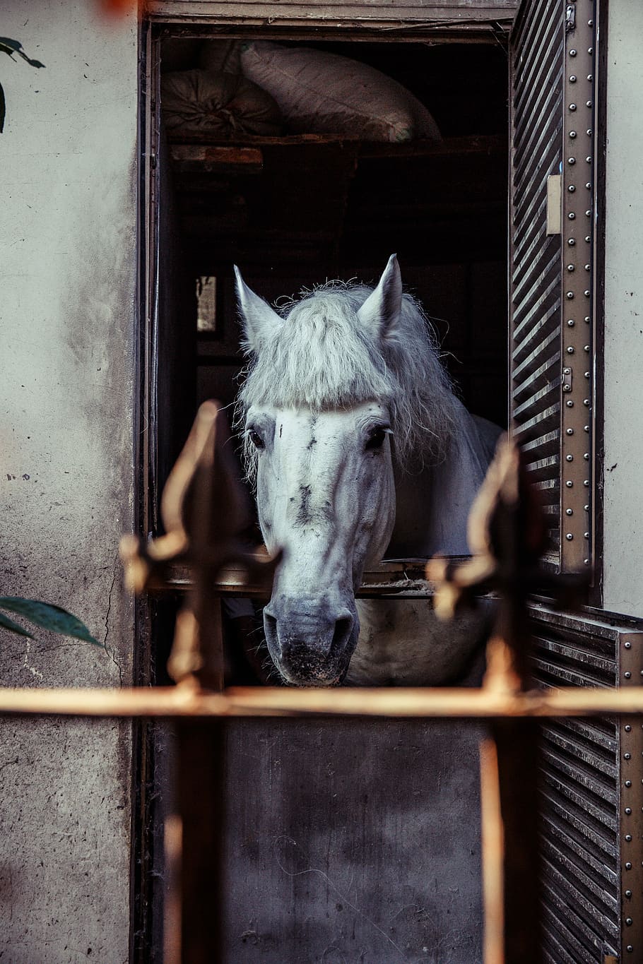 branco, espiada do cavalo, janela, cavalo, inclinado, estável, cerca, pecuária, mamífero, animal, doméstico, temas animais, um animal, pets, animais domésticos, vertebrado, animais selvagens, cabeça de animal, parte do corpo animal, dia, herbívoro, estrutura construída, ninguém, arquitetura, animal de trabalho, caneta animal, 5K