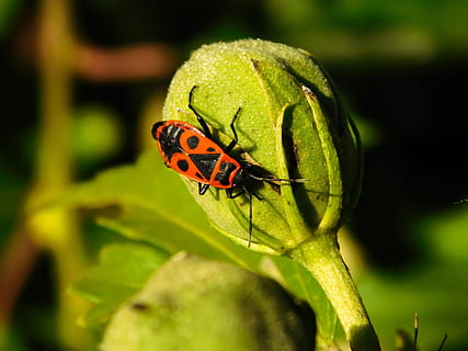 gândac, foc bug, roșu, portocale, insectă, crawl, artă, macro, mugur, plantă, verde, animale sălbatice, animal, animale tematice, animale în sălbăticie, nevertebrat, un animal, Culoarea verde, a închide, să se concentreze asupra primelor elemente, natură, nici o persoana, zi, parte a plantelor, frunze, frumusețe în natură, în aer liber, buburuză, 4K, CC0, domeniu public, fără drepturi de autor