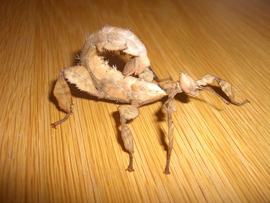insekt, brun, ghost insekt, Lukk, Australia, australske, kamuflere, forkledd, dyre temaer, ett dyr, dyr, nærbilde, tre - materiale, dyreliv, ingen folk, innendørs, dyr i naturen, arachnid, høy vinkel visning, krabbe, edderkopp, leddyr, virvelløse, gulv, bord, tre, zoologi, marine, 2K