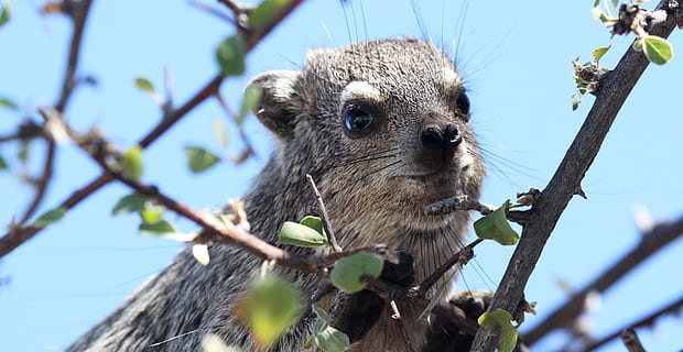 hyrax, arbre, namibia, animal, un animal, temes d'animals, planta, mamífer, fauna animal, branca, naturalesa, vista d’angle baix, animals a la natura, cap gent, dia, vertebrats, cel, a l'aire lliure, primer pla, menjar, centrar-se en primer pla, mirant, cap d’animals, 4K, CC0, domini públic, lliure de regalies