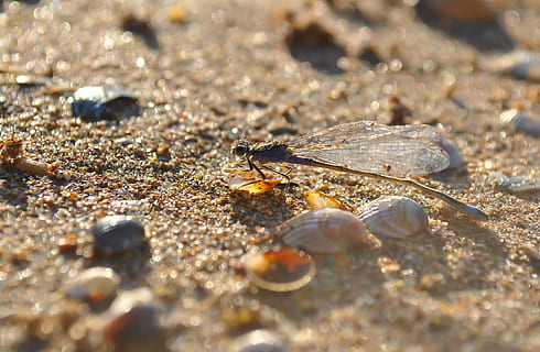 Libelle, Insekt, Makro, Natur, Nahansicht, Tier, Tierthemen, Tiere in freier Wildbahn, Sand, Tierwelt, keine Leute, wirbellos, selektiver Fokus, ein Tier, Tag, Tierflügel, draußen, Land, Sonnenlicht, Zoologie, fliegen, Oberflächenniveau, 2K, CC0, gemeinfrei, lizenzfrei