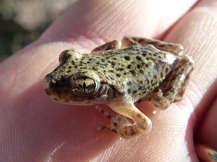 piccola rana, minuscolo, occhio, rana, dettaglio, Montsant, mano, parte del corpo umano, un animale, mano umana, una persona, temi animali, dito umano, parte del corpo, dito, persona irriconoscibile, avvicinamento, detenzione, vertebrato, persone reali, fauna selvatica, giorno, animali allo stato selvatico, rettile, anfibio, cura, 2K, CC0, dominio pubblico, privo di copyright