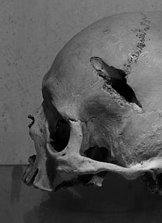 Schädelknochen, Kopf, Konstanz, Schädel, Knochen, fehlt weiß, Fotografie, menschliches Körperteil, drinnen, gruslig, Nahansicht, Tierthemen, Halloween, Tier, Tierkörperteil, keine Leute, Tierischen Schädel, Tierknochen, menschliches Skelett, Geschichte, Körperteil, Tierwelt, Stillleben, die Vergangenheit, Tierskelett, Tierzähne, 2K, CC0, gemeinfrei, lizenzfrei