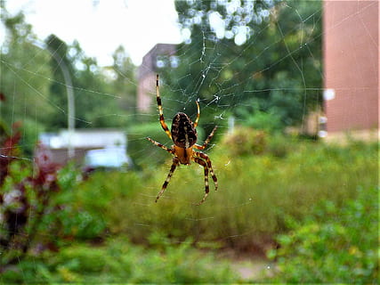 edderkop, netværk, tæt, spindelvæv, arachnid, anstrengte netværk, natur, insekt, edderkoppespind, dyre temaer, dyr, hvirvelløse, dyr i naturen, et dyr, dyreliv, skrøbelighed, leddyr, tæt på, fokus på forgrunden, overlevelse, dyr kropsdel, sårbarhed, selektiv fokusering, ingen mennesker, dyr ben, udendørs, web, kompleksitet, 1080P, CC0, offentligt domæne, royaltyfrie