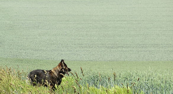 schæferhund, grå, Mark, felter, bred, grøn, hvile, lempelse, korn, høst, hund, schäfer hund, gå, dyre temaer, dyr, et dyr, pattedyr, husdyr, indenlandske, kæledyr, græs, hunde, plante, jord, natur, hvirveldyr, ingen mennesker, dag, landskab, udendørs, dyreliv, renraset hund, 720P, CC0, offentligt domæne, royaltyfrie