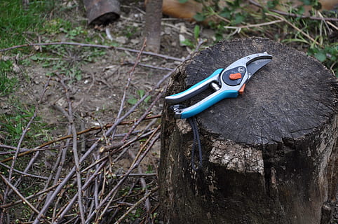 Pruning, Shearing, Scissors, Gardening, shearing scissors, vine, chump, no people, day, outdoors, work tool, tree, close-up, focus on foreground, land, nature, metal, tool, high angle view, hand tool, plant, rock - object, field, equipment, wood - material, protection, rock, forest, 4K, CC0, public domain, royalty free