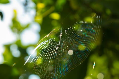 araignée, le web, toile d'araignée, jardin, citrons, arachnide, peur, la nature, effrayant, faune, arachnophobie, terrifiant, jambes, poison, silhouette, toxique, insecte, un animal, thèmes animaux, fermer, animaux à l'état sauvage, fragilité, se concentrer sur le premier plan, journée, la faune des animaux, animal, personne, couleur verte, invertébré, vulnérabilité, plante, beauté dans la nature, en plein air, mise au point sélective, pureté, 4K, CC0, domaine public, libre de droits