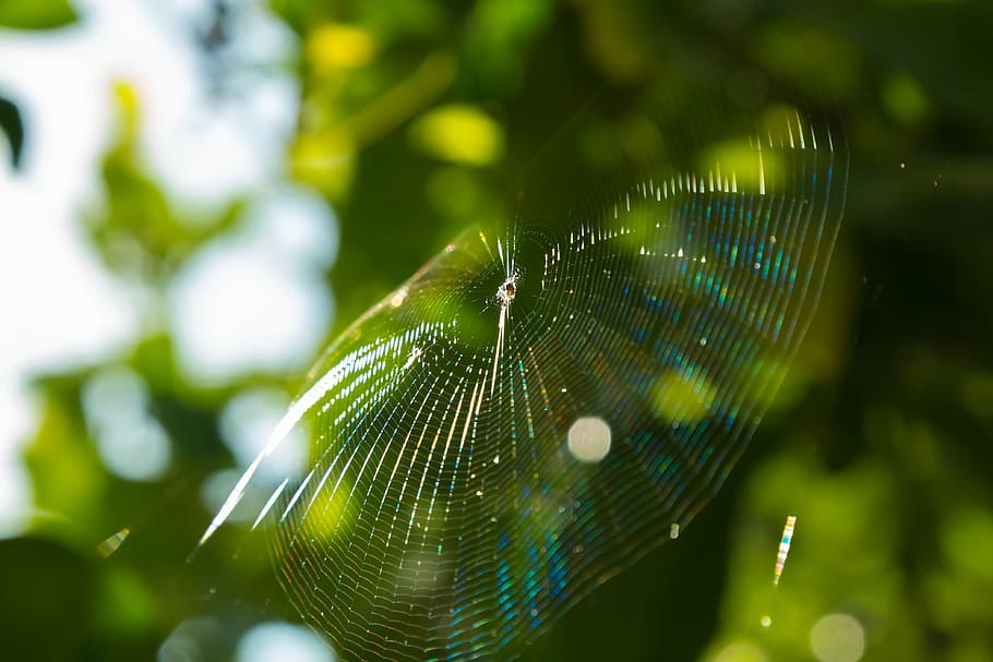 araignée, le web, toile d'araignée, jardin, citrons, arachnide, peur, la nature, effrayant, faune, arachnophobie, terrifiant, jambes, poison, silhouette, toxique, insecte, un animal, thèmes animaux, fermer, animaux à l'état sauvage, fragilité, se concentrer sur le premier plan, journée, la faune des animaux, animal, personne, couleur verte, invertébré, vulnérabilité, plante, beauté dans la nature, en plein air, mise au point sélective, pureté, 4K