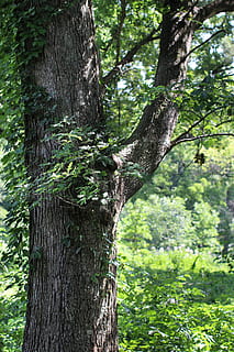 albero, foresta, arboreto, paesaggio, ambiente, alberi forestali, natura, verde, estate, naturale, legna, parco, all'aperto, fogliame, foglia, scenario, le foglie, erba, piante, bosco, rami, ramo, pianta, tronco d'albero, tronco, crescita, terra, nessuno, giorno, colore verde, concentrarsi sulle conoscenze acquisite, la tranquillità, bellezza nella natura, legno - materiale, avvicinamento, strutturato, parte vegetale, abbaiare, albero di conifere, foresta pluviale, 5K, CC0, dominio pubblico, privo di copyright