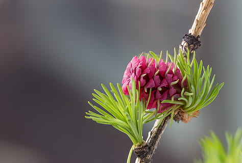 natur, anlegg, blomst, blad, lerk, vår, i begynnelsen av, nærbilde, blomstrende plante, friskhet, skjønnhet i naturen, skjørhet, sårbarhet, rosa farge, vekst, petal, blomsterhodet, studio skudd, ingen folk, inflorescence, fokusere på forgrunnen, grå, plantestamme, kopiere plass, våren, lilla, blomsterdekorasjon, en haug med blomster, hagearbeid, 4K, CC0, offentlig domene, opphavsrett gratis