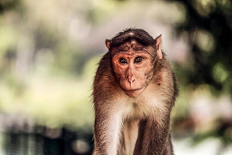 poc profund, focalitzar la fotografia, mico, ulls, primat, animal, mamífer, macaque, vida salvatge, asia, naturalesa, bonic, animals a la natura, a l'aire lliure, animal jove, un animal, fauna animal, mirant la càmera, centrar-se en primer pla, retrat, vertebrats, gent, dia, primer pla, marró, mirant, selva tropical, 5K, CC0, domini públic, lliure de regalies
