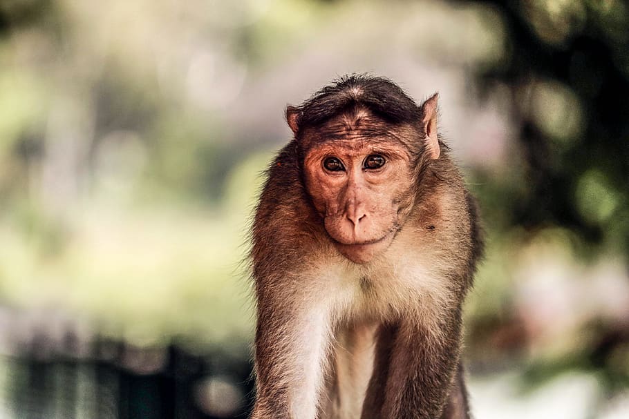 poc profund, focalitzar la fotografia, mico, ulls, primat, animal, mamífer, macaque, vida salvatge, asia, naturalesa, bonic, animals a la natura, a l'aire lliure, animal jove, un animal, fauna animal, mirant la càmera, centrar-se en primer pla, retrat, vertebrats, gent, dia, primer pla, marró, mirant, selva tropical, 5K