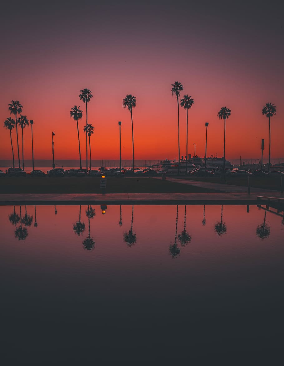 little, italy san diego, coconut palm tree, body, water, palm, palm tree, reflection, ocean, tree, horizon, orange, glow, sunset, peaceful, nature, carpark, parking lot, dusk, purple, san diego, little italy, heaven, beautiful, sky, scenics - nature, orange color, tropical climate, beauty in nature, waterfront, no people, tranquility, plant, tranquil scene, silhouette, symmetry, lake, outdoors, 4K