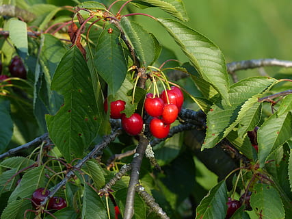 Süße Kirsche, Kirschrot, rot, obst, Kirsche, rot, Obst, gesund, Blätter, Ast, Sommer-, köstlich, fruchtig, Vogelkirsche, bing, Prunus avium, Süss, Baum, Obstbaum, Natur, Blatt, reif, Lebensmittel, Beerenfrucht, Frische, grüne Farbe, Pflanze, Landwirtschaft, organisch, Wachstum, draußen, Ernte, Nahansicht, gesundes Essen, Essen und Trinken, Pflanzenteil, Fokus auf den Vordergrund, Wohlbefinden, Tag, Schönheit in der Natur, keine Leute, Vogelbeere, 4K, CC0, gemeinfrei, lizenzfrei
