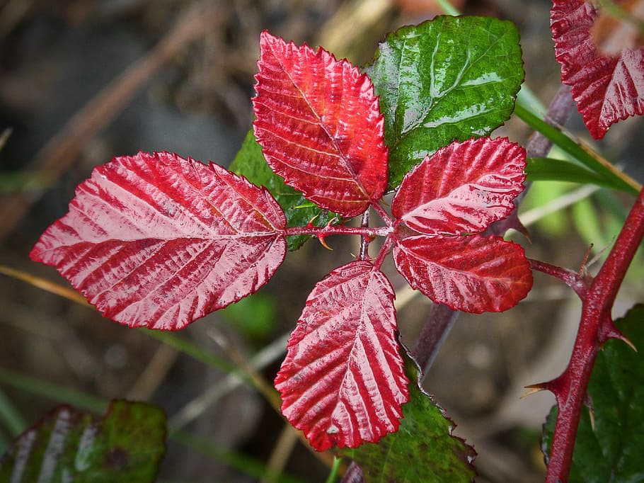 a închide, fotografie, roșu, verde, leafed, plantă, frunze, frunze roșii, umiditate, mure, toamnă, zi, natură, nici o persoana, în aer liber, culoarea roz, creştere, parte a plantelor, frumusețe în natură, să se concentreze asupra primelor elemente, prospeţime, fragilitate, vulnerabilitate, vena frunzelor, Culoarea verde, Schimbare, picătură de ploaie, 4K